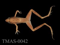 藏品(長腳赤蛙)的圖片